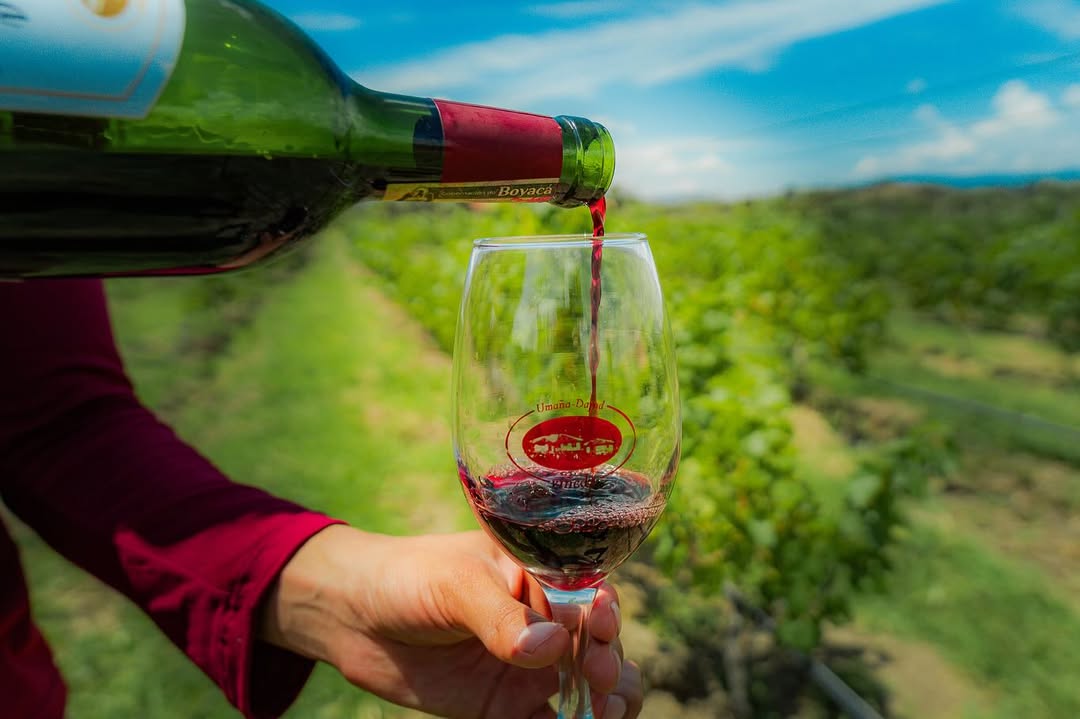 Viñedo Umaña Dajud