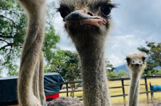 Granja de Avestruces